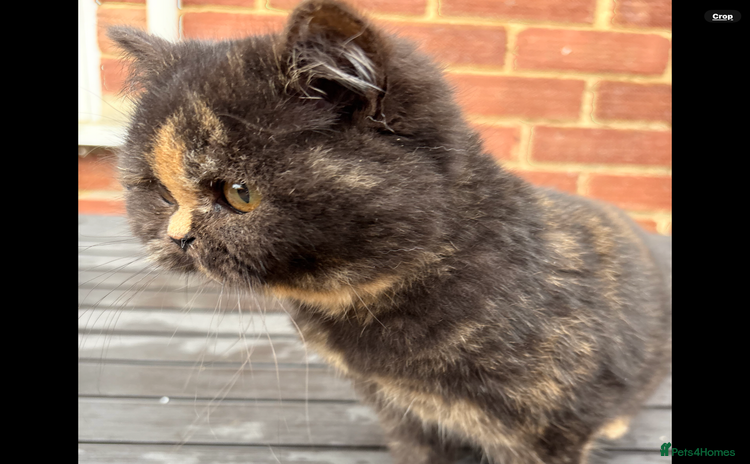 British Shorthair cats British Shorthair kittens - Advert 4