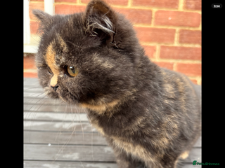 British Shorthair cats British Shorthair kittens - Advert 22