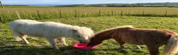 Shetland pony horses for sale: Adorable Miniature Shetland in Looe - Advert 12