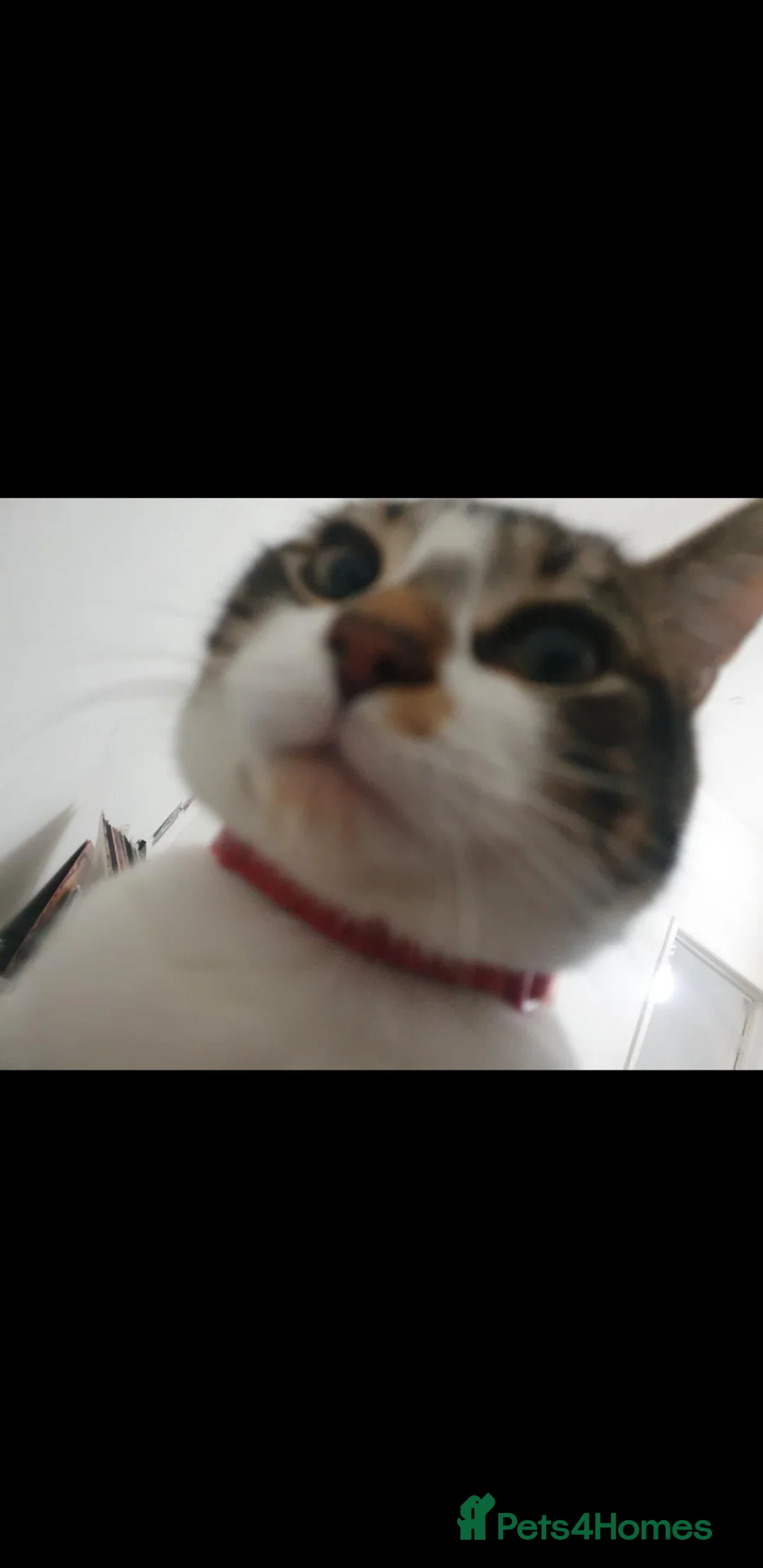 Mixed Breed cats for sale: Sweet and affectionate Mickey - comes with things in Accrington - Advert 2