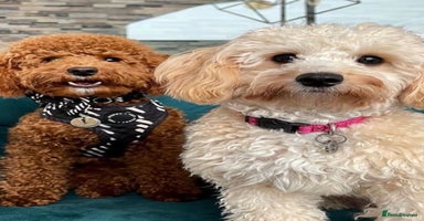 Maltipoo dogs - Advert 12