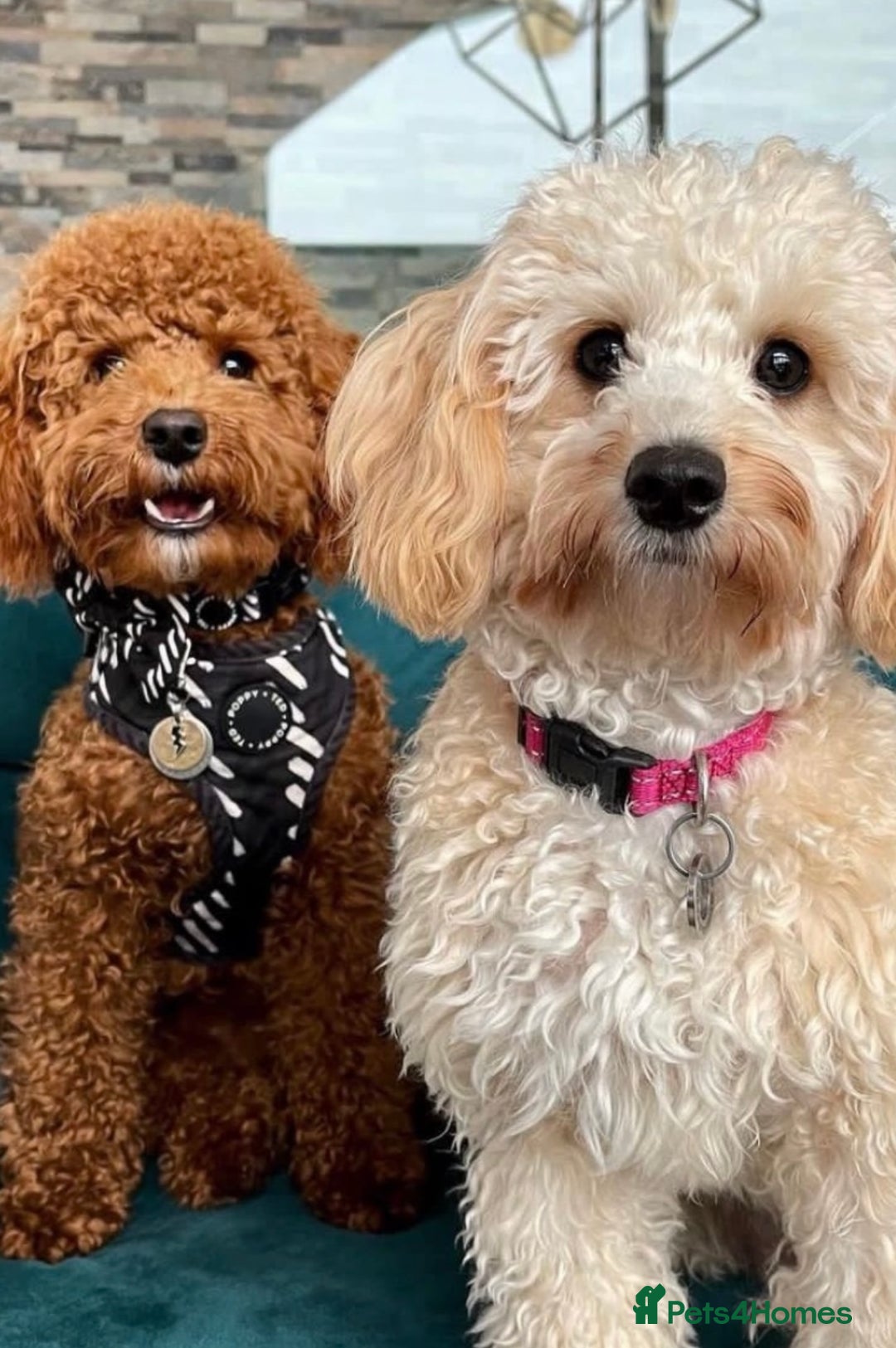 Maltipoo dogs for sale: Maltipoo F1b READY TO GO fully vaccinated  - Image 3