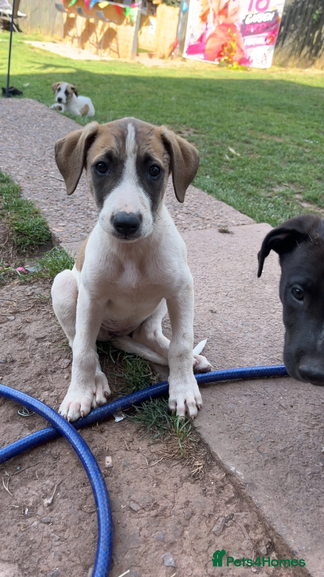 Lurcher dogs for sale: Lurcher puppies  - Advert 2