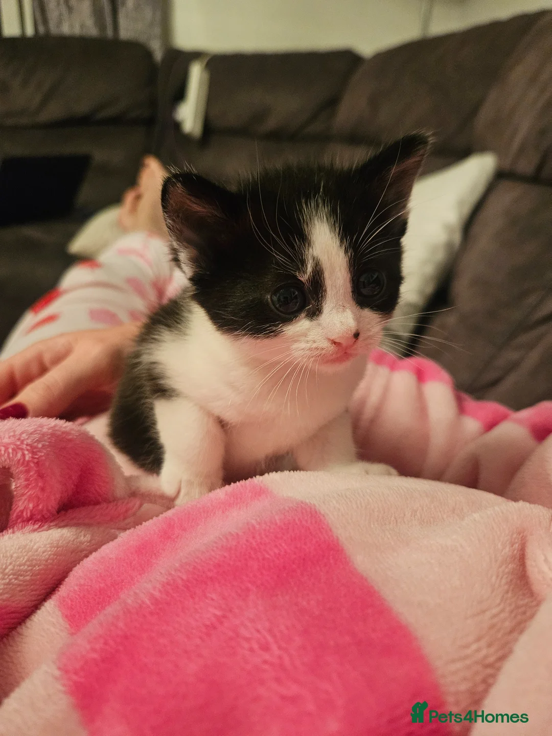Mixed Breed cats for sale: Beautiful kittens ready now - Advert 2