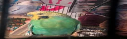 Budgerigars birds for sale: Breeding pair of budgies and cage  in Folkestone - Advert 3