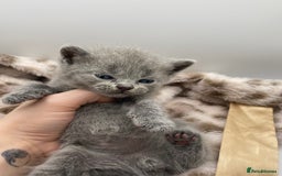 British Shorthair cats for sale: Adorable British shorthair kittens  - Image 11
