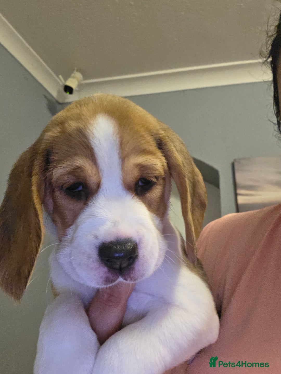 Beagle dogs for sale: Beautiful tri-colored puppies  - Advert 16