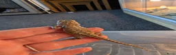 Bearded Dragon reptiles for sale: Baby Bearded Dragons  - Advert 4