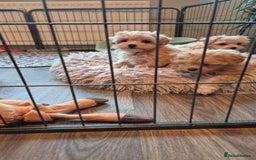 Maltipoo dogs for sale: F1 Maltipoo puppies 🐶 Just 2 girls remaining  - Advert 24