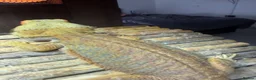Bearded Dragon reptiles for sale: Female Bearded dragon + full setup in Brackley - Advert 7