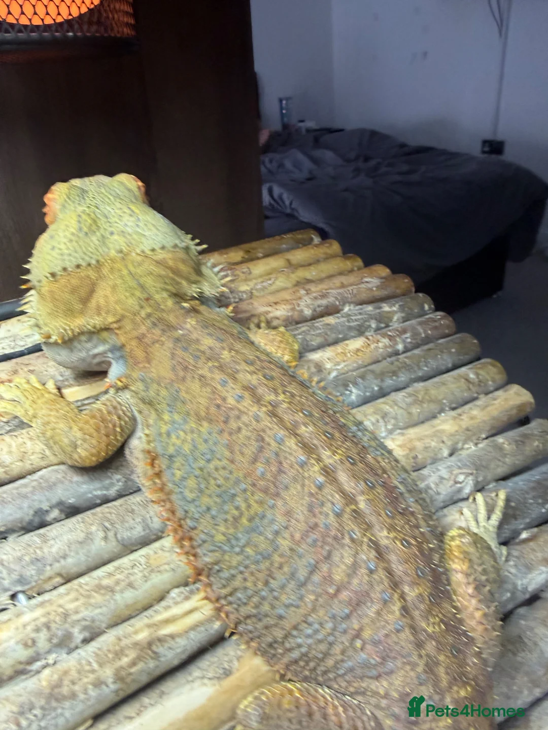 Bearded Dragon reptiles for sale: Female Bearded dragon + full setup in Brackley - Advert 7