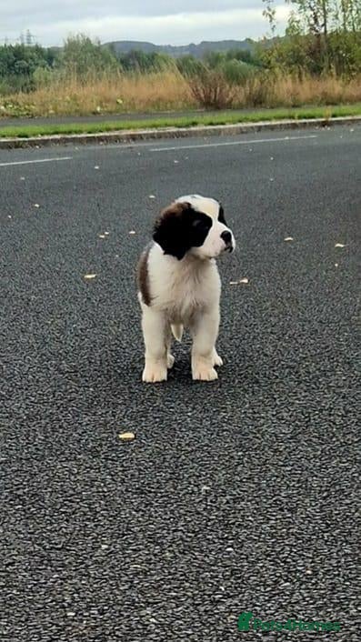 Saint Bernard dogs Beautiful saint Bernard litter *3 left see video - Advert 5