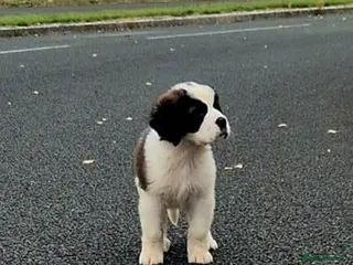 Saint Bernard dogs Beautiful saint Bernard litter *3 left see video - Advert 1