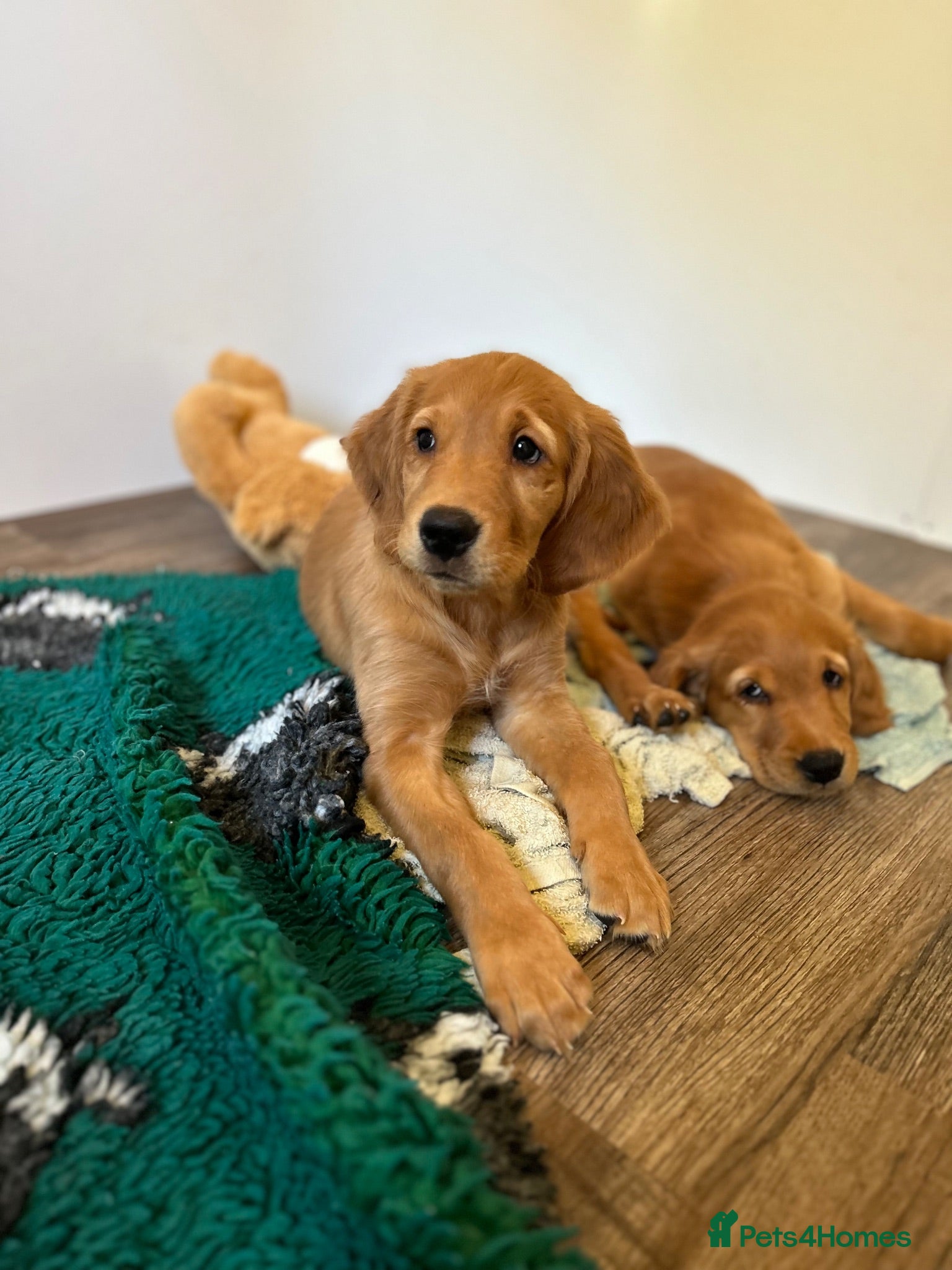 Golden Retriever dogs  Beautiful red golden retriever Girl puppy  - Advert 1