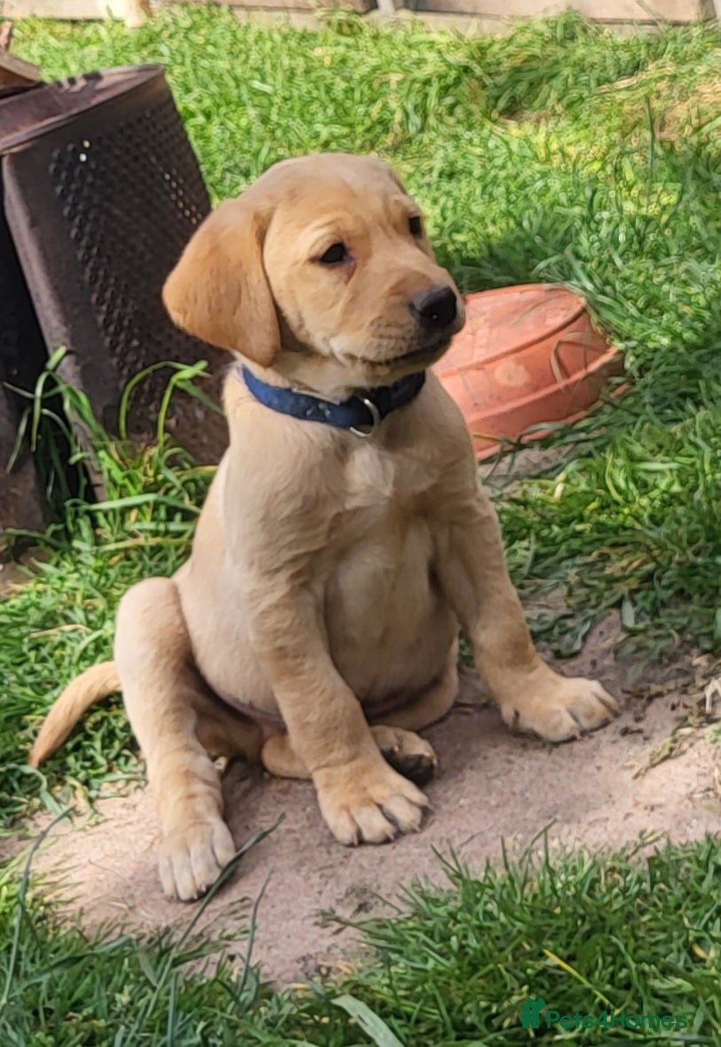 Labrador Retriever dogs Beautifull and Fit golden retrievier labrador pups - Advert 2