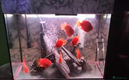 Cichlids fish for sale: 8 parrot fish  - Image 1