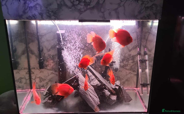 Cichlids fish - Advert 3