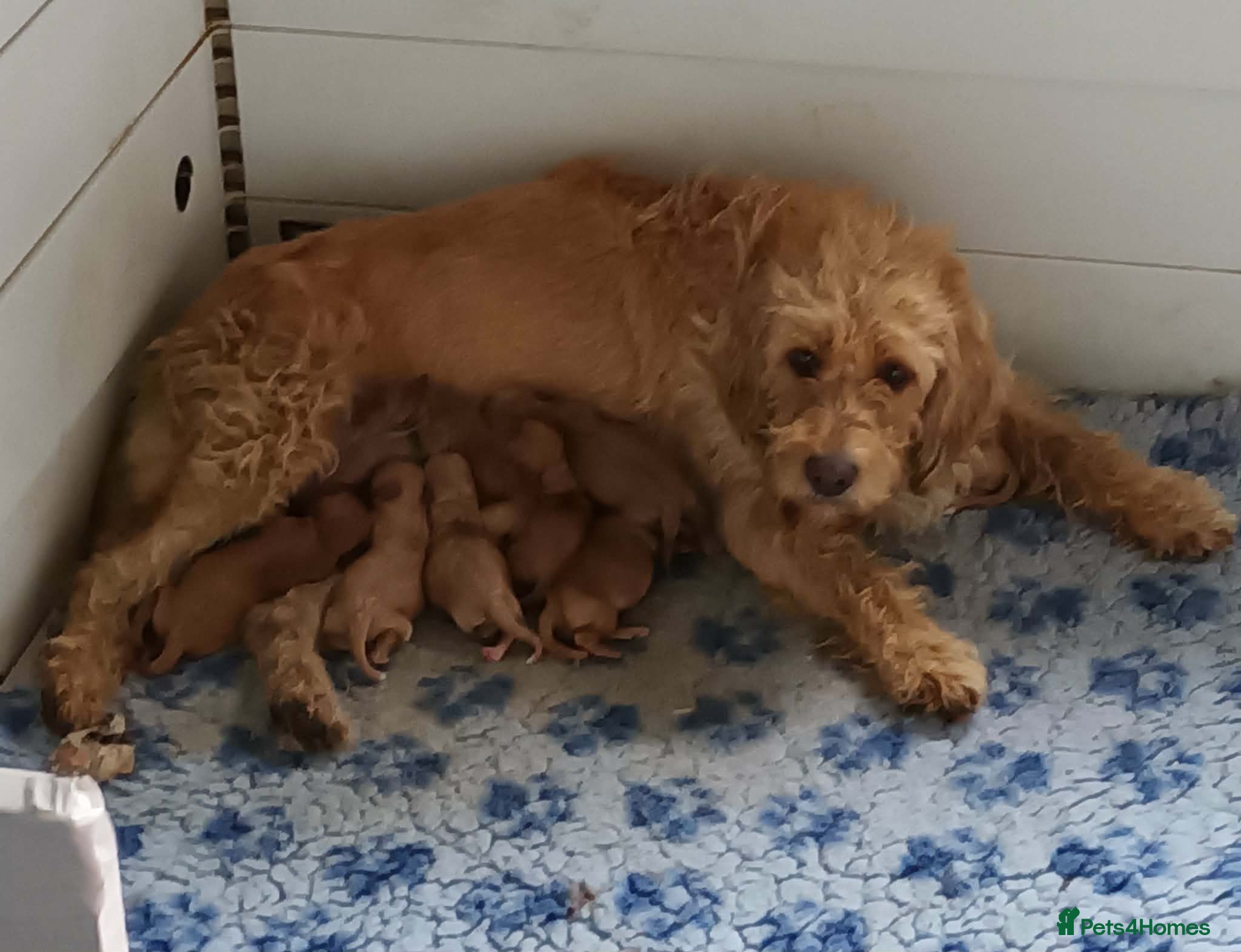 Labradoodle dogs GOLD F1b LABRADOODLE BOYS FROM 5* LICENCED BREEDER - Advert 13
