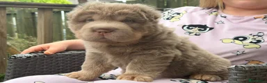 Shar Pei 1