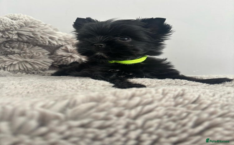 Yorkshire Terrier dogs - Advert 1
