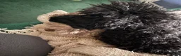 Toy Poodle dogs for sale: Black toy poodle in Manchester - Advert 27