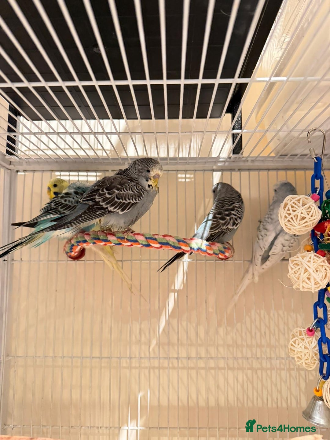 Budgerigars birds for sale: Blue and Green Budgies for Sale!! - Advert 4