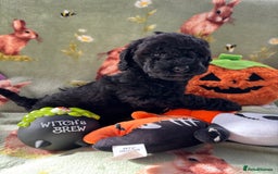 Cockapoo dogs for sale: PRA clear F1b Cockapoo puppies  - Image 29