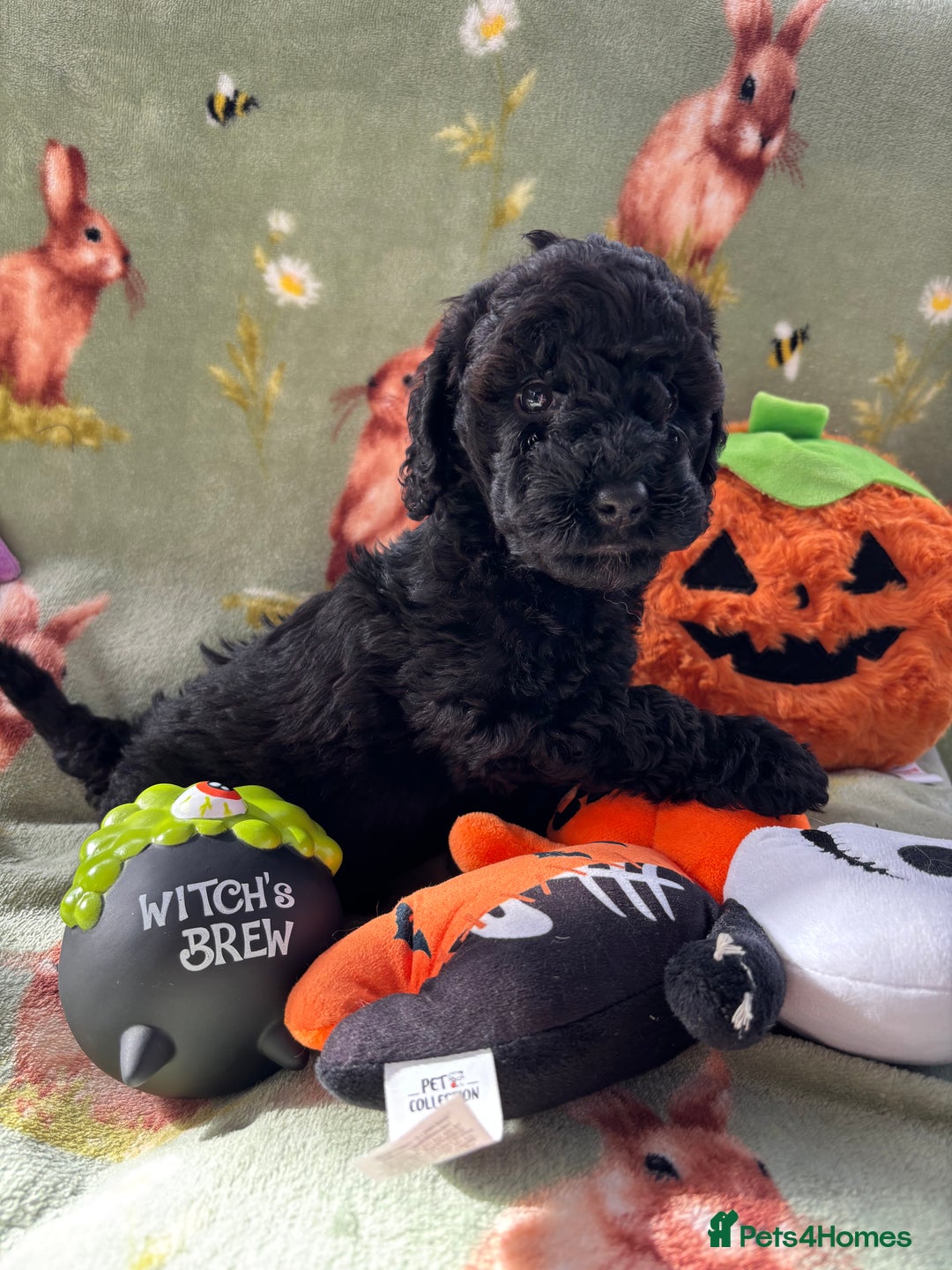 Cockapoo dogs for sale: PRA clear F1b Cockapoo puppies  - Image 29