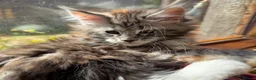 Maine Coon cats for sale: Maine Coon kittens, pure bred, TICA registered - Advert 4