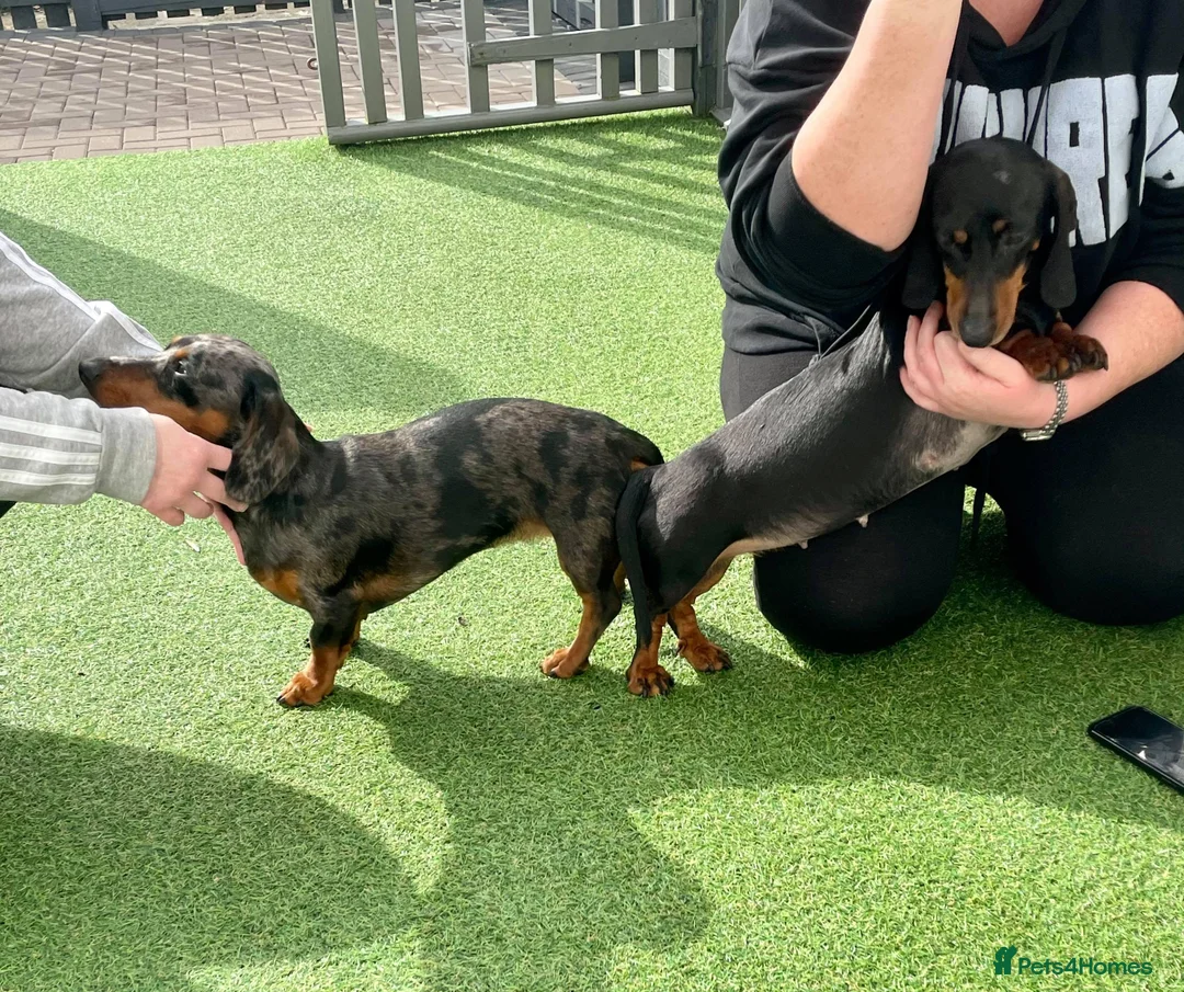 Miniature Dachshund dogs for stud: KC REG SILVER DAPPLE & TAN STUD CARRYING CREAM in Irvine - Advert 14