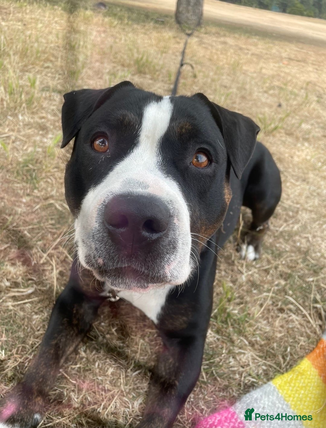 Staffordshire Bull Terrier dogs for sale: Mario – Gentle 5 Year Old Staffy - Advert 6