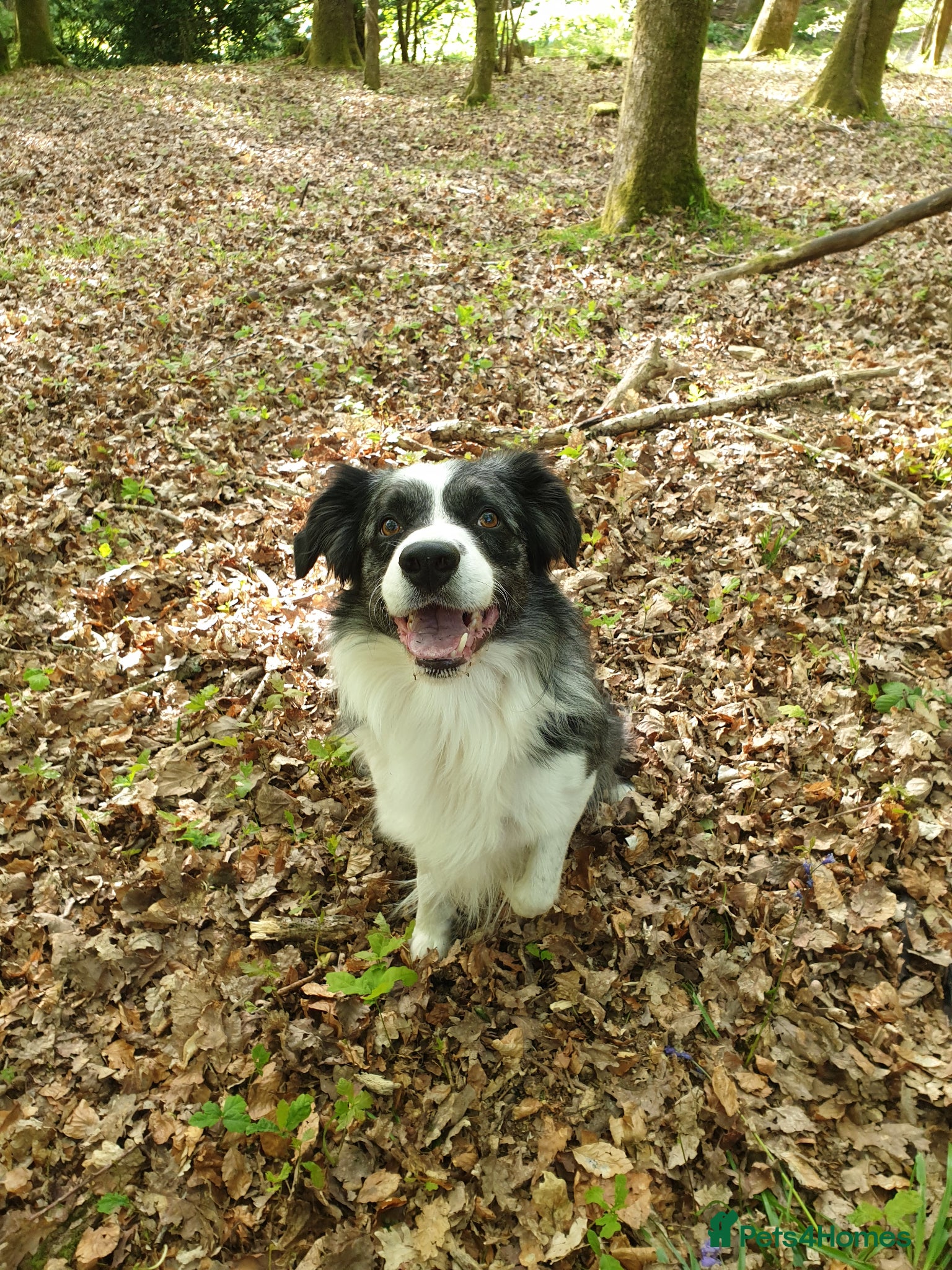 Border Collie dogs *proven* health tested working merle border collie - Advert 9