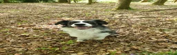Border Collie dogs for stud: *proven* health tested working merle border collie - Advert 6