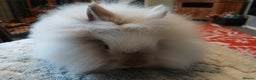 Lionhead rabbits for sale: Stunning DM Lionhead baby rabbits  - Advert 6