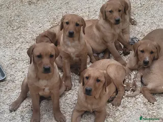 Labrador Retriever dogs Fox Red Labrador Pups For Sale - Advert 13