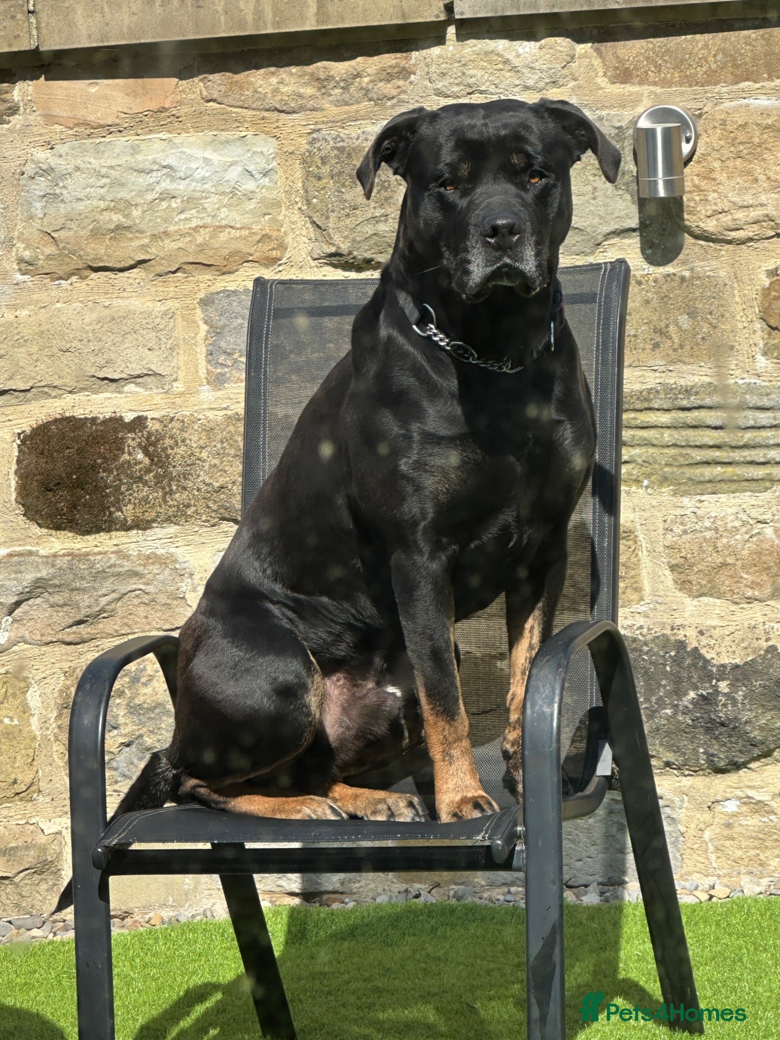 Mixed Breed dogs Italian Mastiff / Cane Corso Boerboel male  - Advert 2