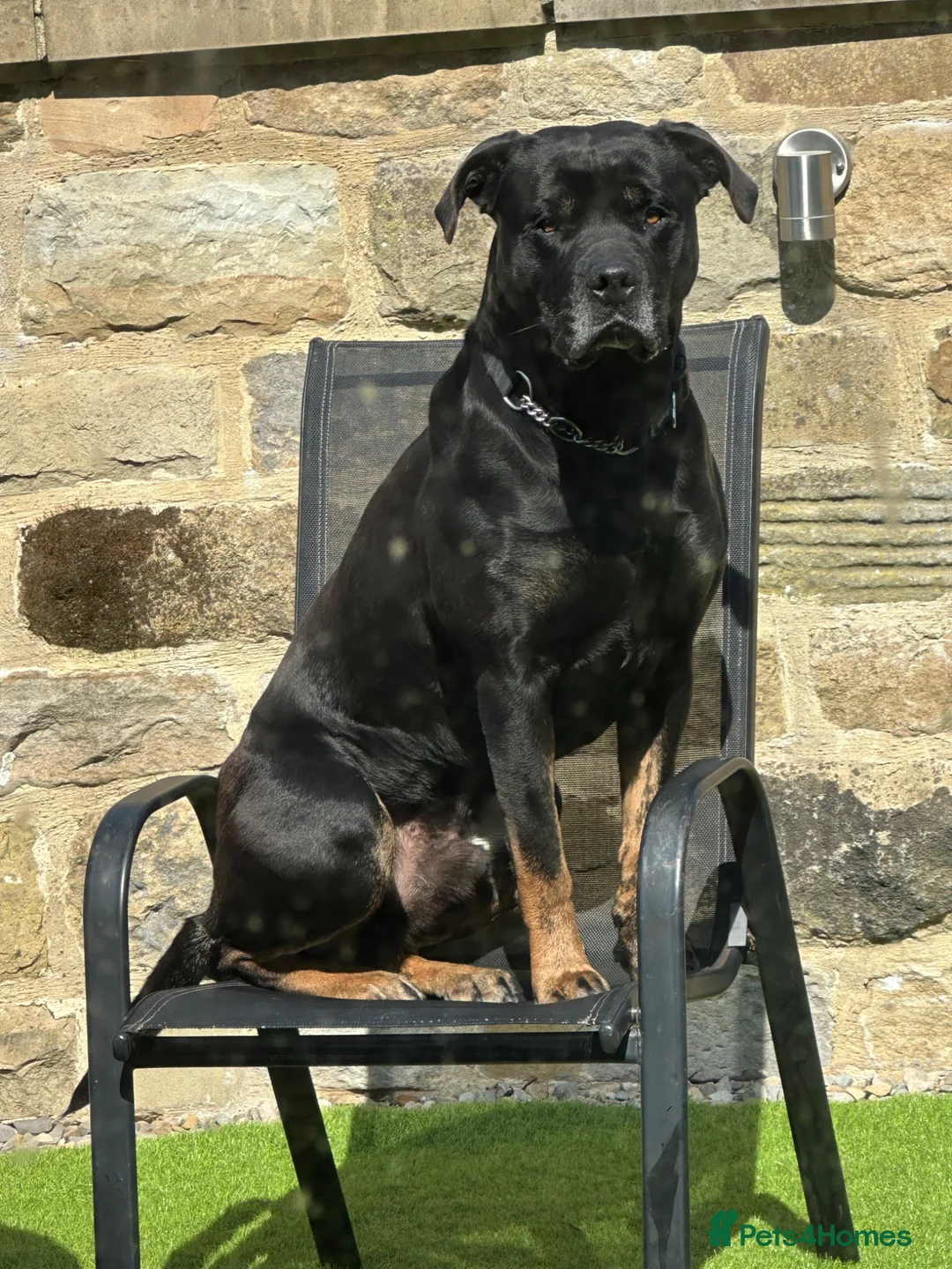 Mixed Breed dogs for sale: Italian Mastiff / Cane Corso Boerboel male  - Advert 2