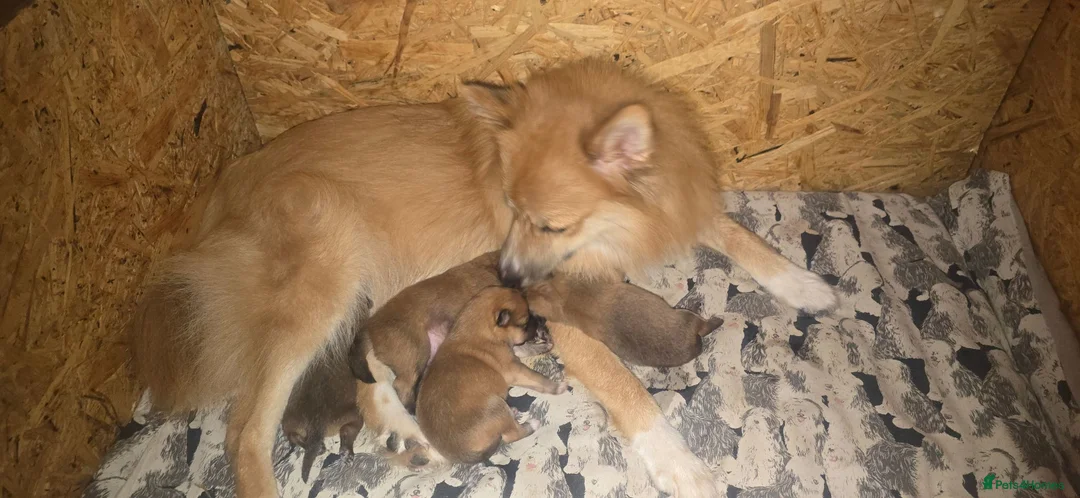 German Spitz dogs for sale: Lovingly Raised German Spitz Puppies in Welshpool - Advert 5