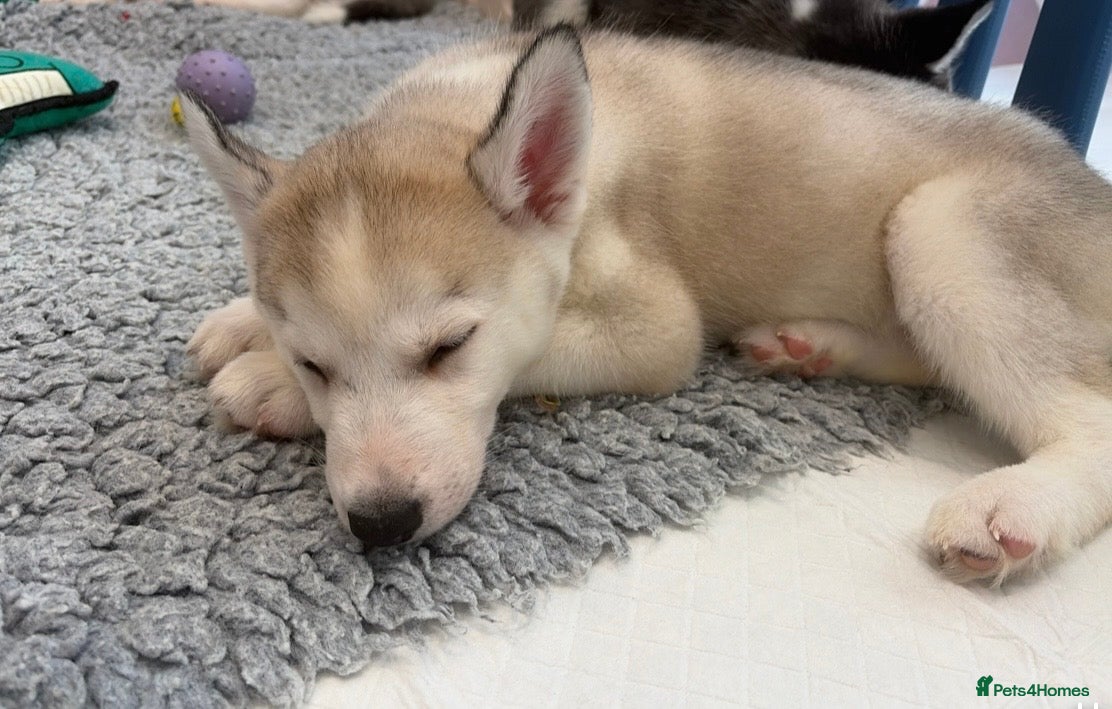 Siberian Husky dogs Siberian huskies *ready to leave now* - Advert 16