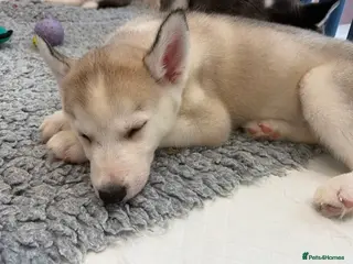 Siberian Husky dogs Siberian huskies *ready to leave now* - Advert 16