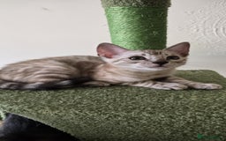 Bengal cats for sale: TICA REG 💕 2 Beautiful bengal boys  - Image 2