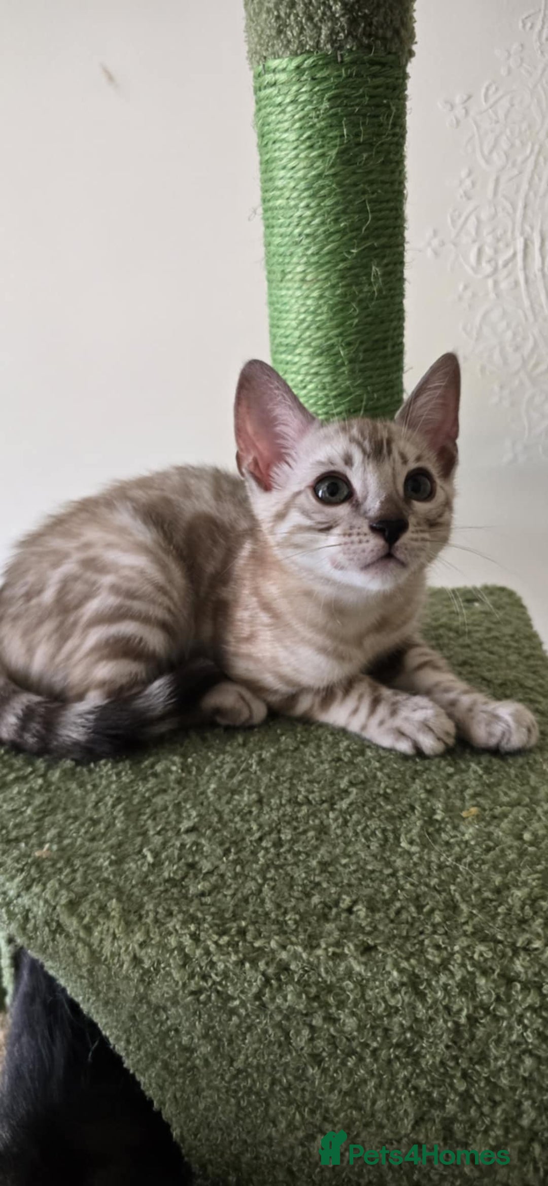 Bengal cats for sale: TICA REG 💕 2 Beautiful bengal boys  - Image 2