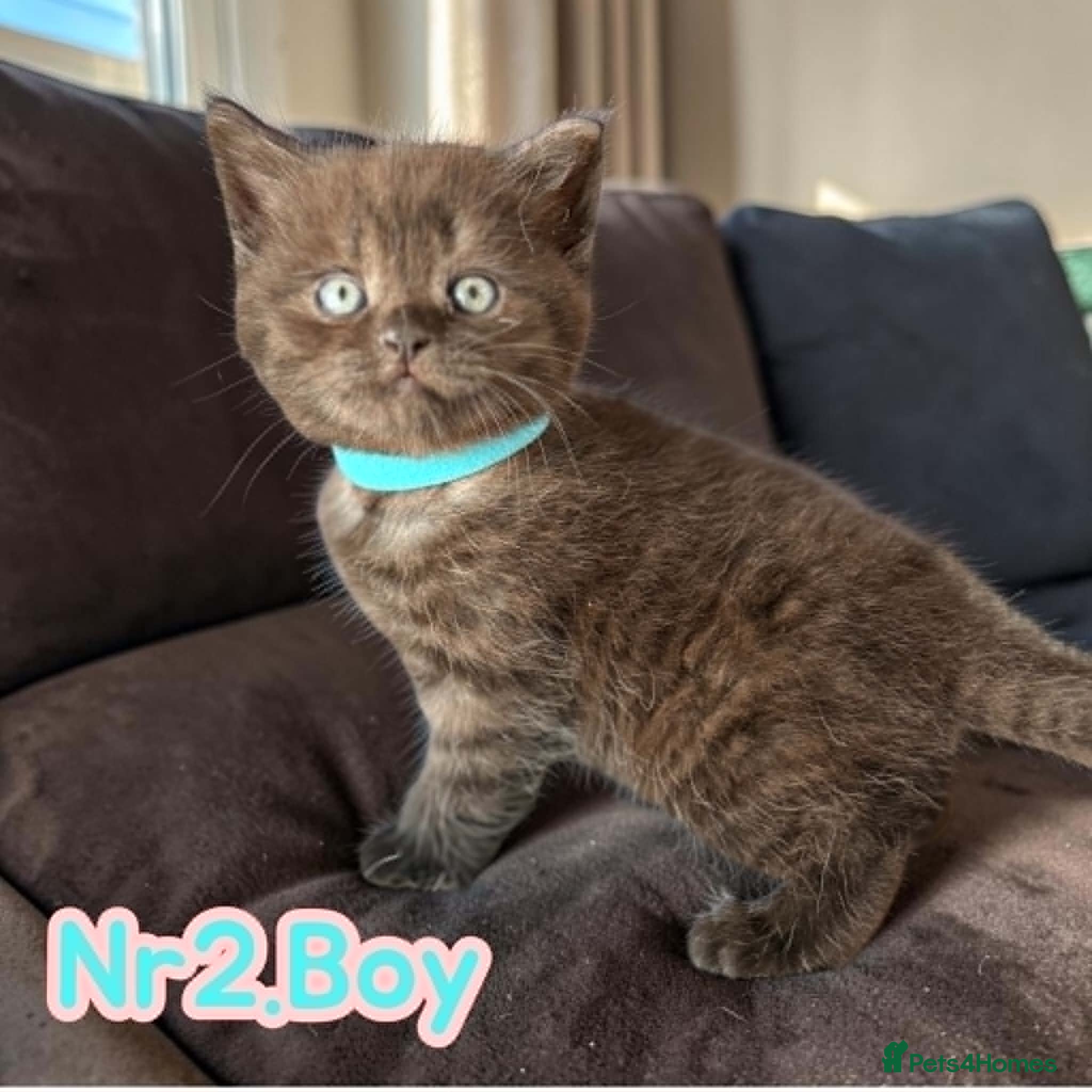 Scottish Fold cats for sale: 6 Pedigree Scottish Fold and Straight Kittens - Advert 30