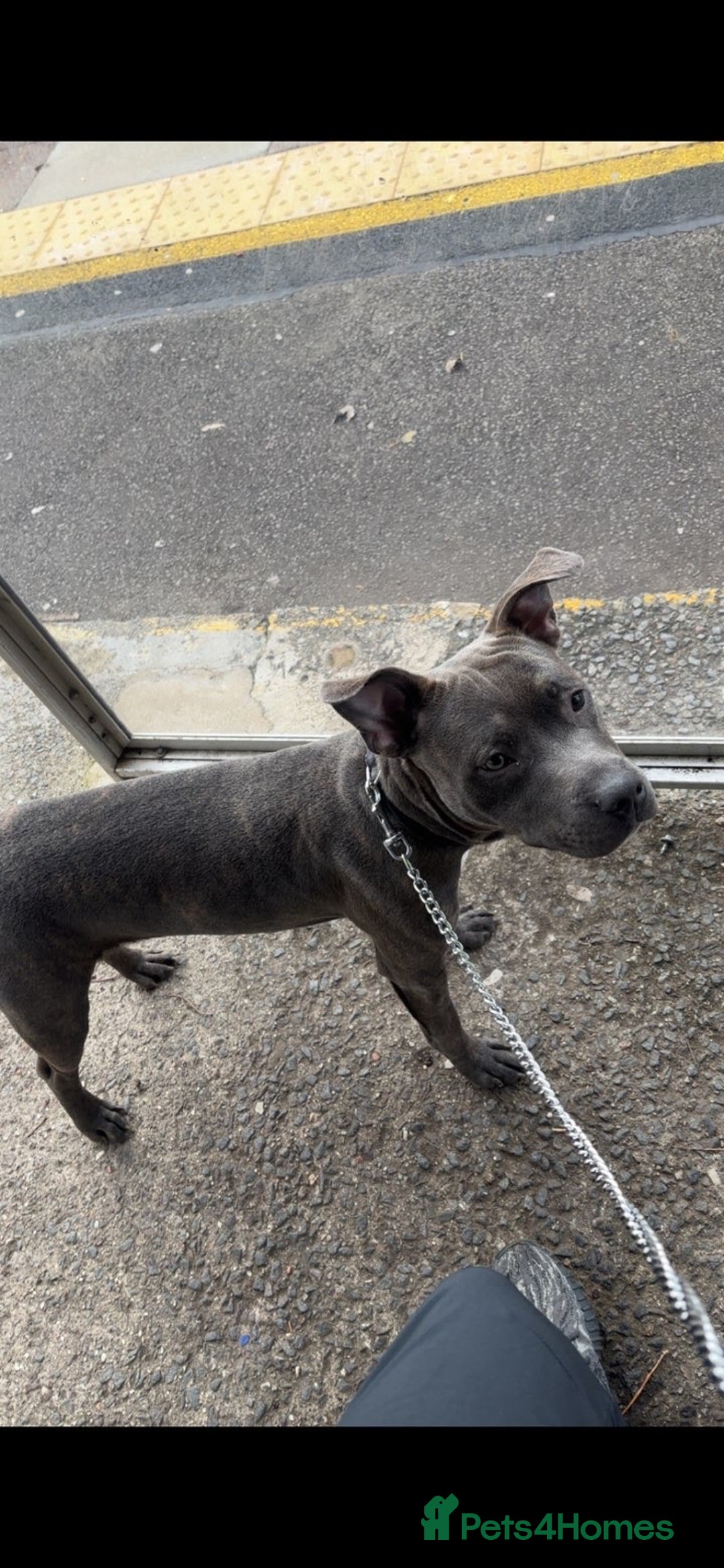 Staffordshire Bull Terrier dogs for sale: Staffordshire bull terrier  - Advert 2