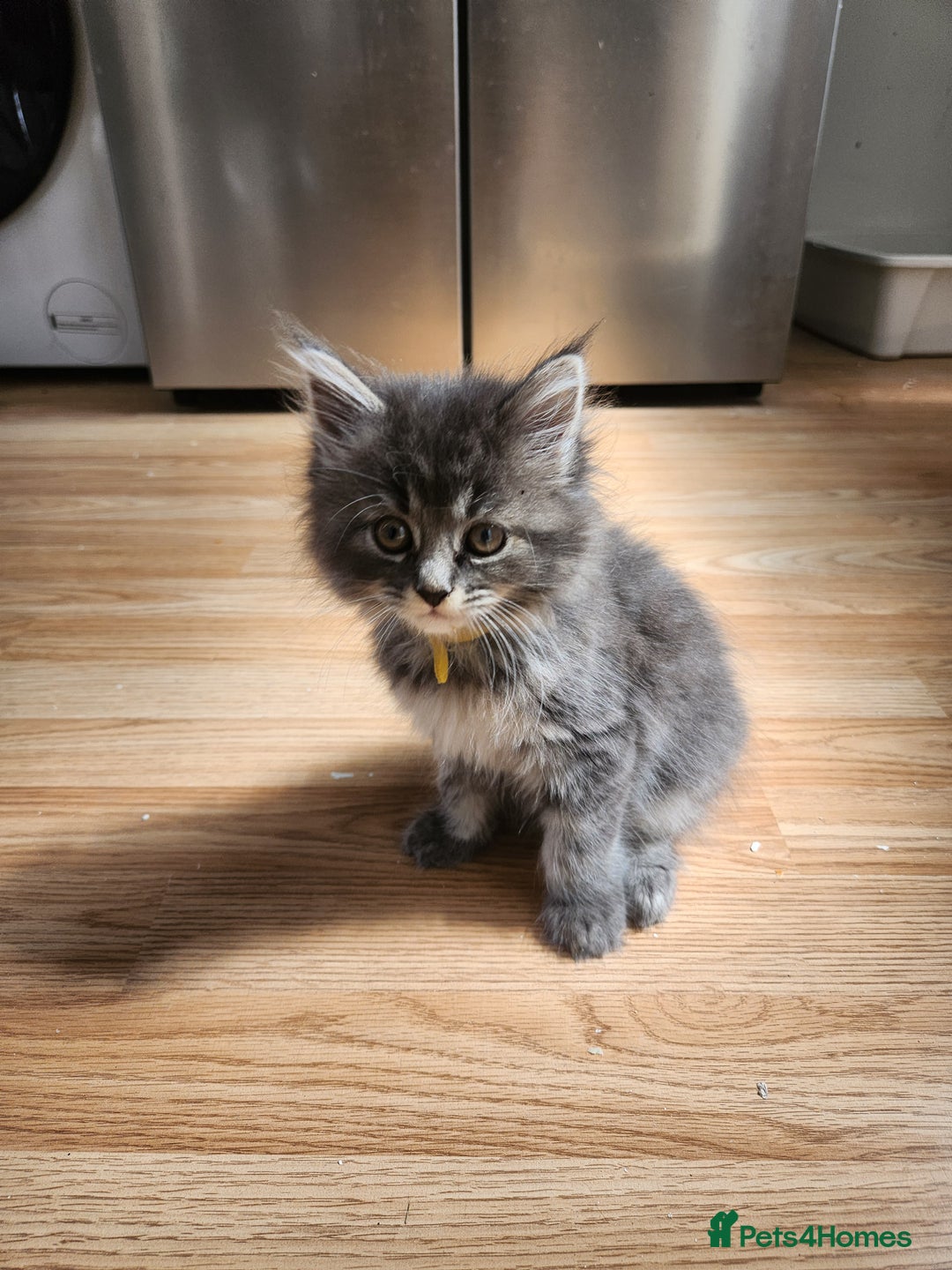 Maine Coon cats for sale: 2 male maine coon kittens - Image 8