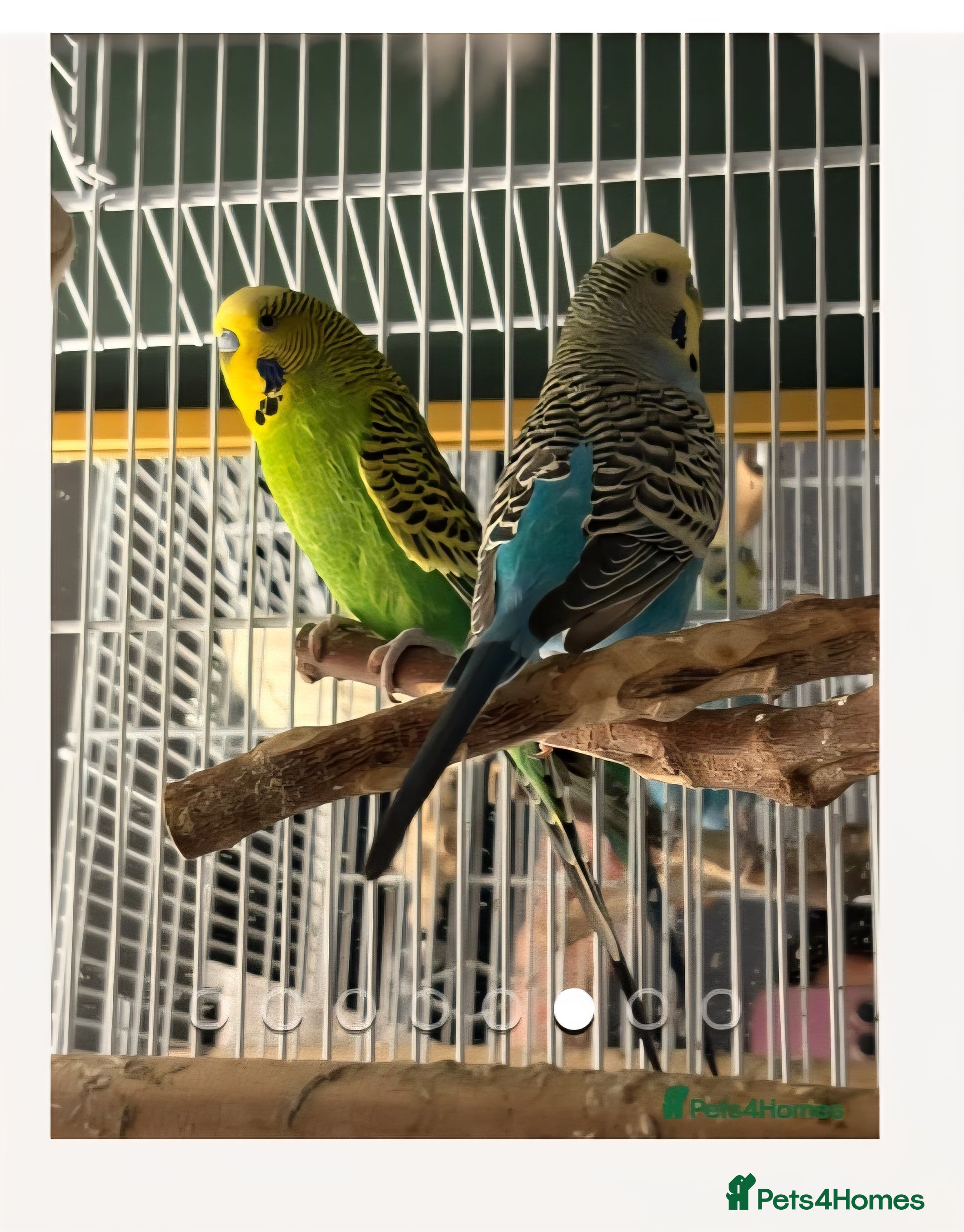 Budgerigars birds 2 male budgies and cage for sale in Warrington - Advert 1