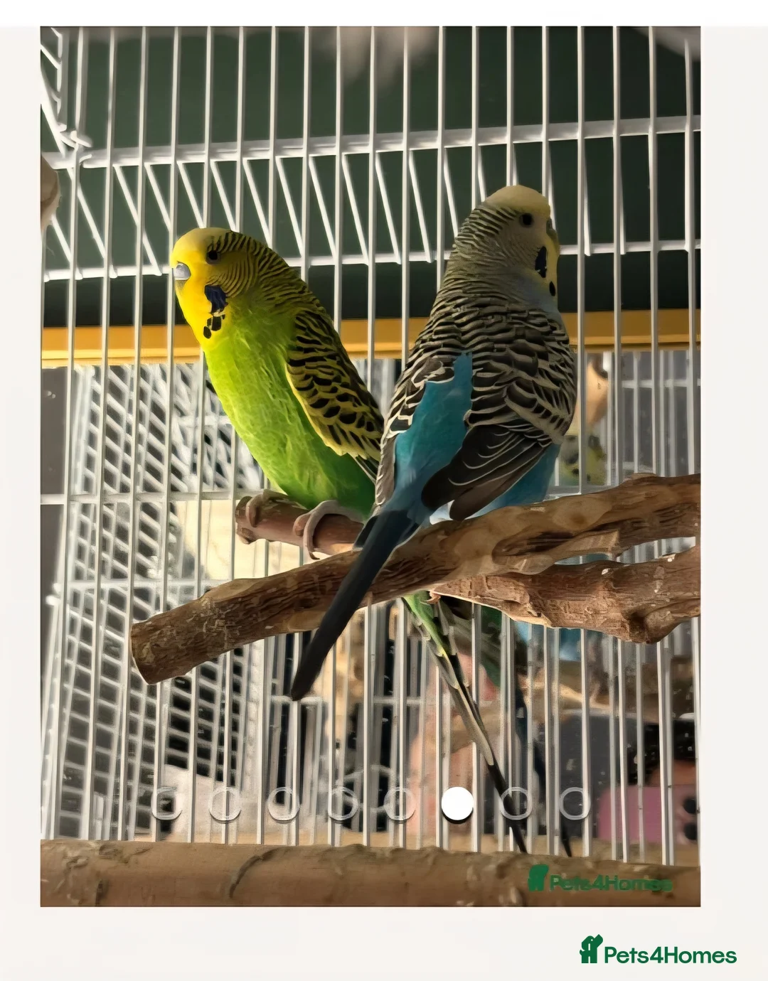 Budgerigars birds for sale: 2 male budgies and cage for sale in Warrington - Advert 1