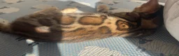 Bengal cats for sale: Stunning Bengal Kittens – TICA Reg – high Quality  - Advert 19