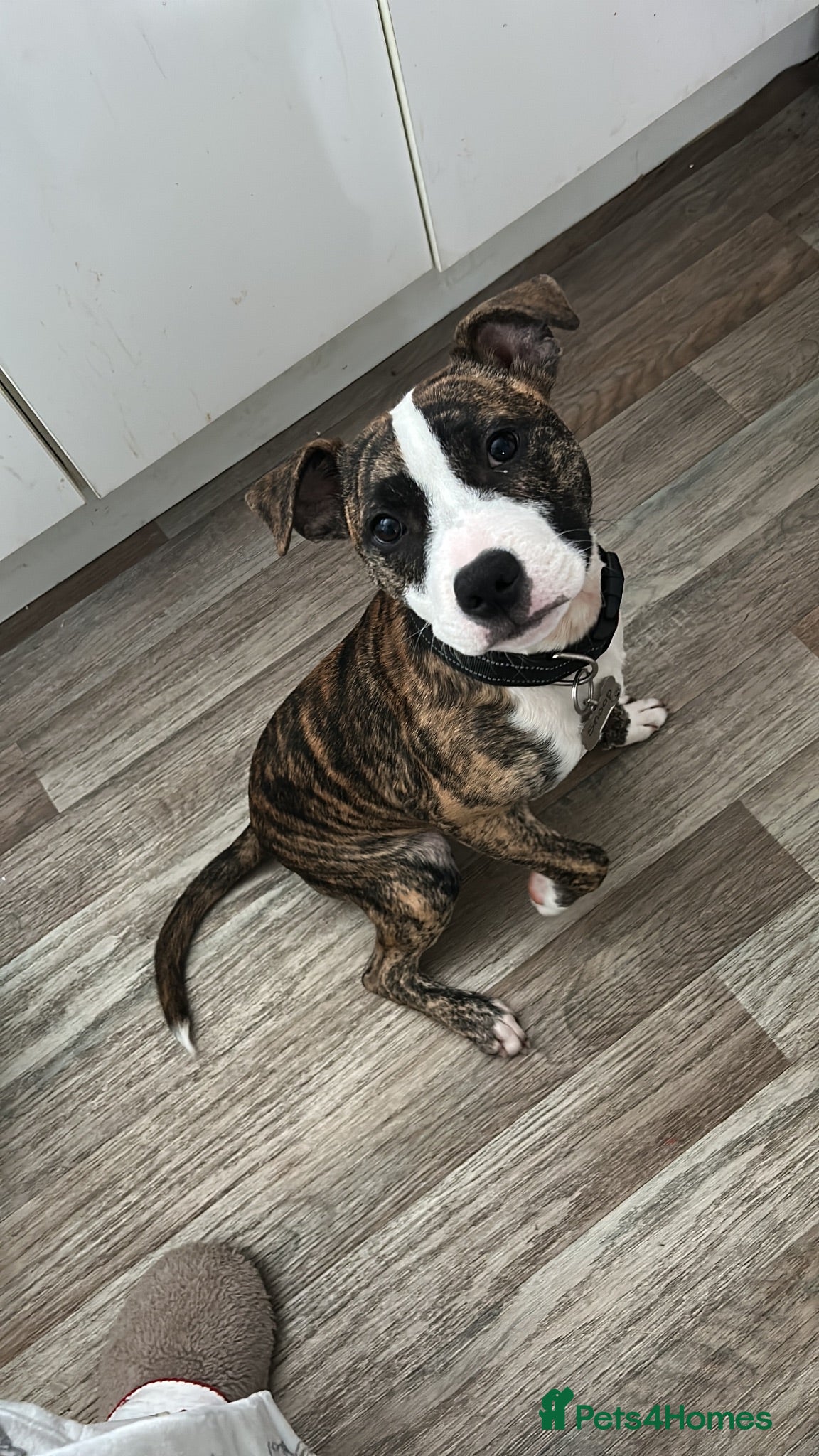 Staffordshire Bull Terrier dogs Tiger brindle Staff puppy - Advert 12
