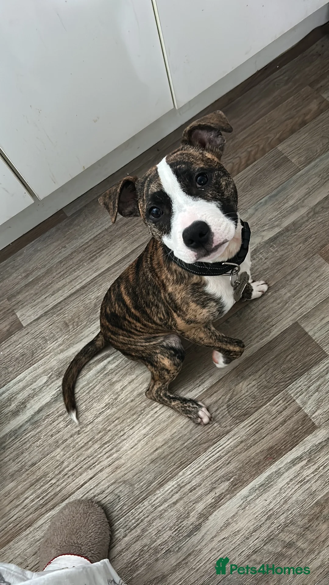 Staffordshire Bull Terrier dogs for sale: Tiger brindle Staff puppy - Advert 1